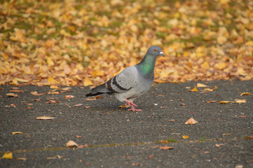 黄色く色づいた落ち葉を背景にした１羽のハト