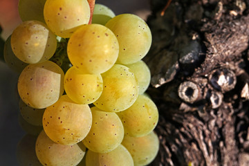 Weintrauben