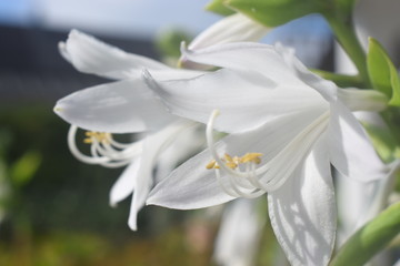 Weiße Lilien bei strahlendem Sonnenschein