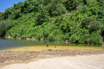 stray dog on polluted beach walking in sand
