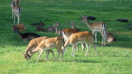 Damwild Gruppe auf Wiese