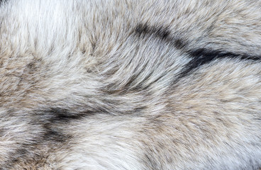 Naklejka premium Close-up Szczegóły futra wilka jako tło lub tekstura
