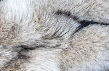 Photo sur Plexiglas Loup Close-up Detail de Wolf Fur comme arrière-plan ou texture