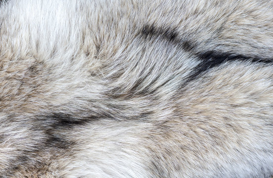 Fototapeta Close-up Detail of Wolf Fur as background or texture