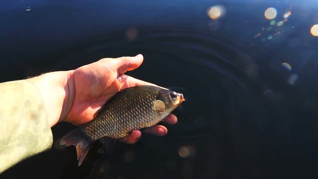Slow motion releasing the crucian in the water