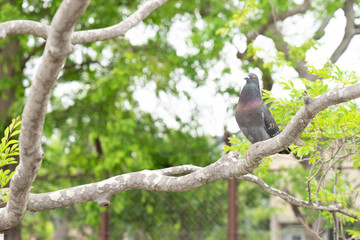 Pigeon