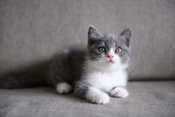 Fototapeta na wymiar Cute British short hair cat