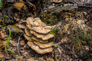 mushrooms on a log