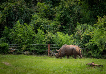 Fototapeta premium Rhinoceros in the Wild 
