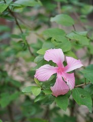 Chinese flower pink nature background green Hibiscus rosa 