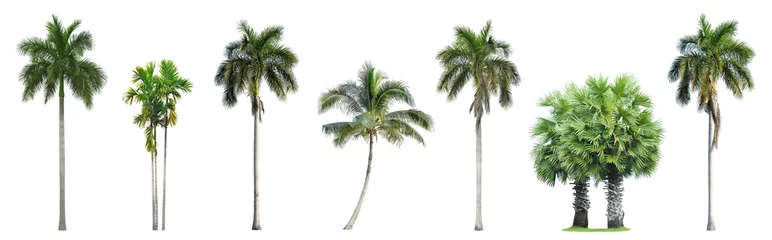 Foto op Plexiglas Verzameling van palmbomen geïsoleerd op witte achtergrond © Prin