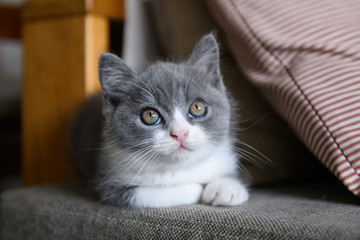 Cute British short hair cat