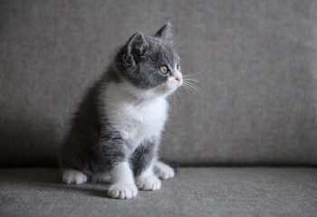 Cute British short hair cat