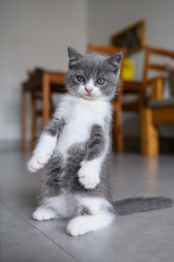 Cute British short hair cat