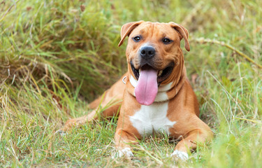 Strong and beautiful American staffordshire terrier portrait