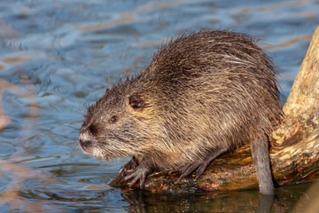 Ragondin (myocastor coypus) au soleil 