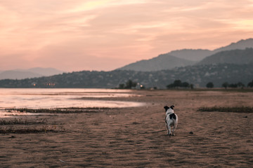 Perro abandonado sin hogar 