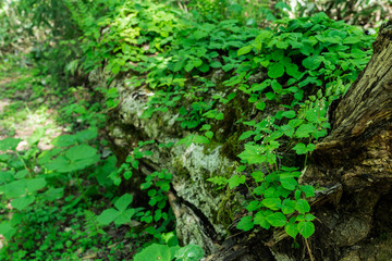 初夏の笹ヶ峰高原