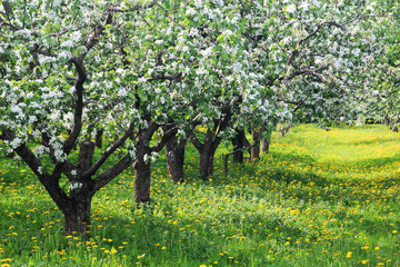 Blossoming apple trees in the botanical garden of Moscow State University