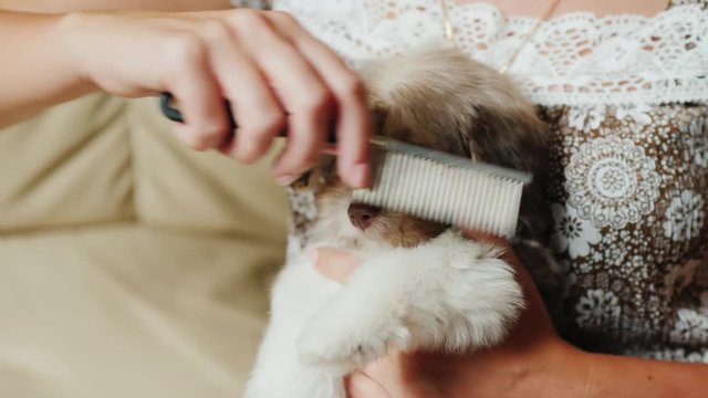 A woman combs hair to her puppy