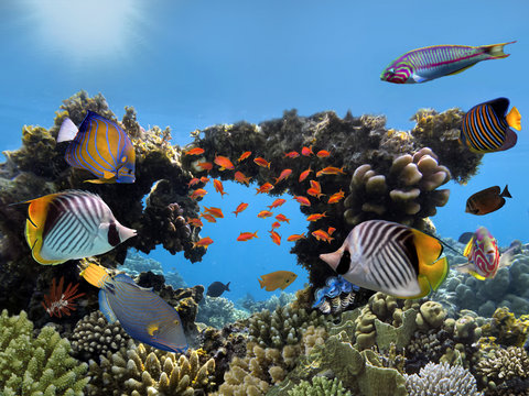 Hard Coral with fish