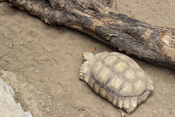 Fototapeta premium Top shoot of turtle crawls on earth