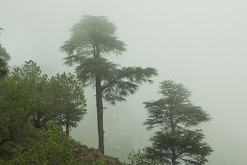 green pine trees on a hill in the fog