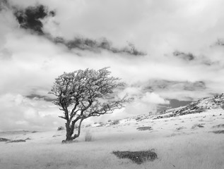 Weathered Tree, Bodmin Moor, Cornwall