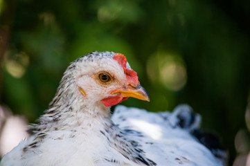 White chicken hen portrait closeup outdoors