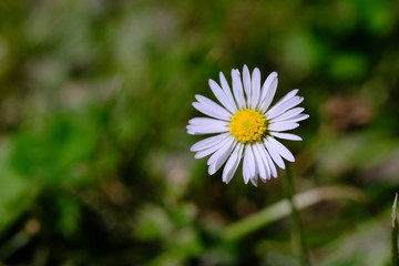 Obraz premium Gänseblümchen