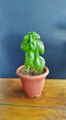 basil grow in the pot on the table