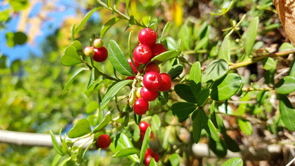 Red lingonberry in a pine forest with a blue sky