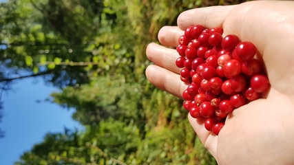 Red lingonberry on a palm on a forest background