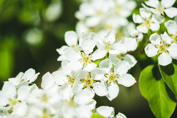 Blooming white apple flowers branch closeup with bokeh background, spring vibes, selective focus