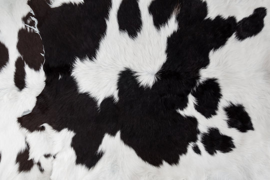 cow skin fur close up background
