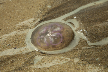 Jelly fish on British beach, Saunton sands, Devon