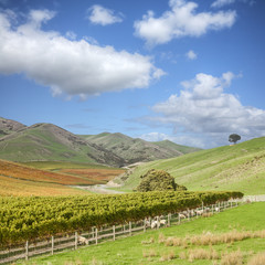 New Zealand Marlborough Vineyard in Autumn