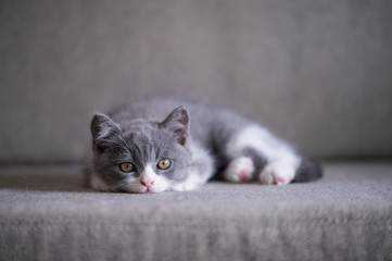 Naklejka premium Cute British short hair cat