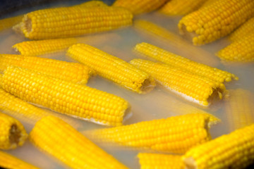 Big pot full of corn ears boiled for street food festival at a local state fair. Genetically modified corn prepared in a traditional way.  
