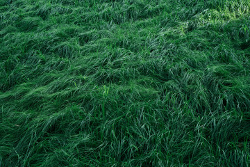 Texture of green grass