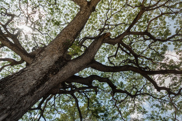 big tree trunk and branch with sunlight vertical shot of tree in a green forest background