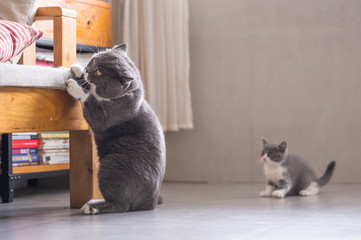 British short hair cat dad and Kitten