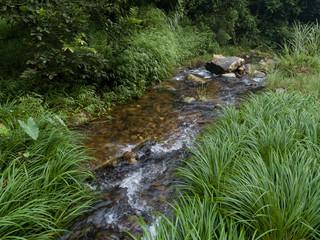 Small river with green grass  in tropical forest