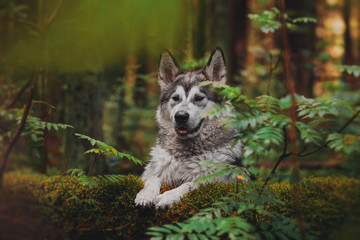 The dog walks in the forest like a wolf