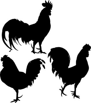 group of roosters silhouettes on white