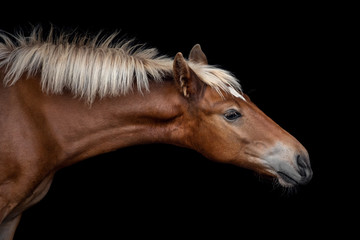 Portrait of a red foal on a black background