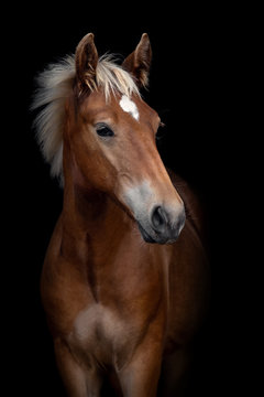 Portrait of a red foal on a black background