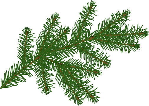 single green fir branch isolated on white