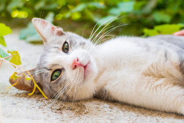 green-eyed cat close-up