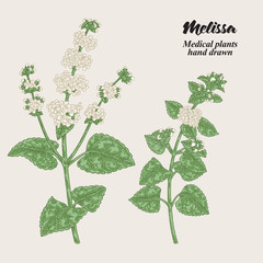 Melissa Officinalis branch with leaves and flowers. Medical herbs collection. Hand drawn vector illustration. - obrazy, fototapety, plakaty